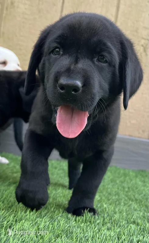 Pigeon Male – Labrador Retriever puppy for sale in Mulberry, FL