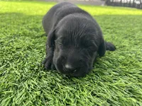 Pigeon Male, a male Labrador Retriever for sale in Mulberry, FL – Photo 2 of 4