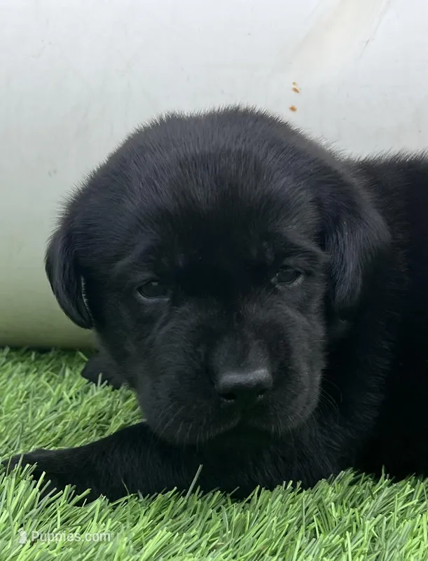 Pigeon Male – Labrador Retriever puppy for sale in Mulberry, FL