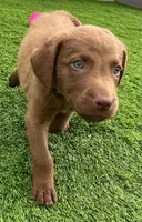 Male Lime Green Collar, a male Chesapeake Bay Retriever for sale in Mulberry, FL – Photo 3 of 10