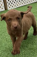 Male Lime Green Collar, a male Chesapeake Bay Retriever for sale in Mulberry, FL – Photo 2 of 10