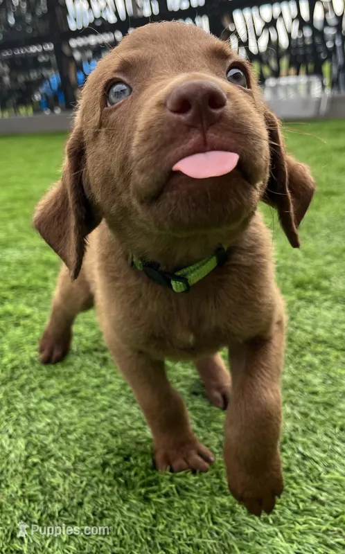 Male Lime Green Collar