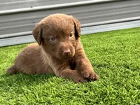 Male Lime Green Collar, a male Chesapeake Bay Retriever for sale in Mulberry, FL – Photo 10 of 10