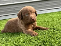 Male Lime Green Collar, a male Chesapeake Bay Retriever for sale in Mulberry, FL – Photo 9 of 10