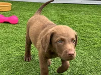 Male Lime Green Collar, a male Chesapeake Bay Retriever for sale in Mulberry, FL – Photo 4 of 10