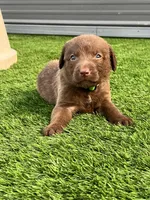 Male Lime Green Collar, a male Chesapeake Bay Retriever for sale in Mulberry, FL – Photo 6 of 10