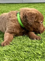 Male Lime Green Collar, a male Chesapeake Bay Retriever for sale in Mulberry, FL – Photo 7 of 10