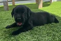 Pumpernickel Blk Female w/white chest patch, a female Labrador Retriever for sale in Mulberry, FL – 2 of 5
