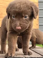 Male Black Collar, a male Chesapeake Bay Retriever for sale in Mulberry, FL – Photo 4 of 5