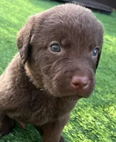 Male Black Collar, a male Chesapeake Bay Retriever for sale in Mulberry, FL – Photo 2 of 5