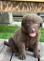 Male Black Collar, a male Chesapeake Bay Retriever for sale in Mulberry, FL – Photo 5 of 5
