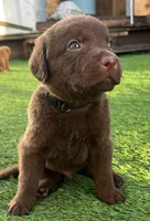 Male Black Collar, a male Chesapeake Bay Retriever for sale in Mulberry, FL – Photo 1 of 5