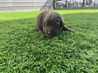 Laird Male, a male Labrador Retriever for sale in Mulberry, FL – Photo 2 of 5