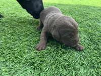 Laird Male, a male Labrador Retriever for sale in Mulberry, FL – Photo 3 of 5
