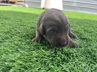 Laird Male, a male Labrador Retriever for sale in Mulberry, FL – Photo 1 of 5