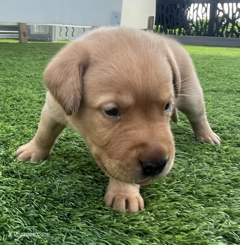 Brioche Yell/Red Male – Labrador Retriever puppy for sale in Mulberry, FL