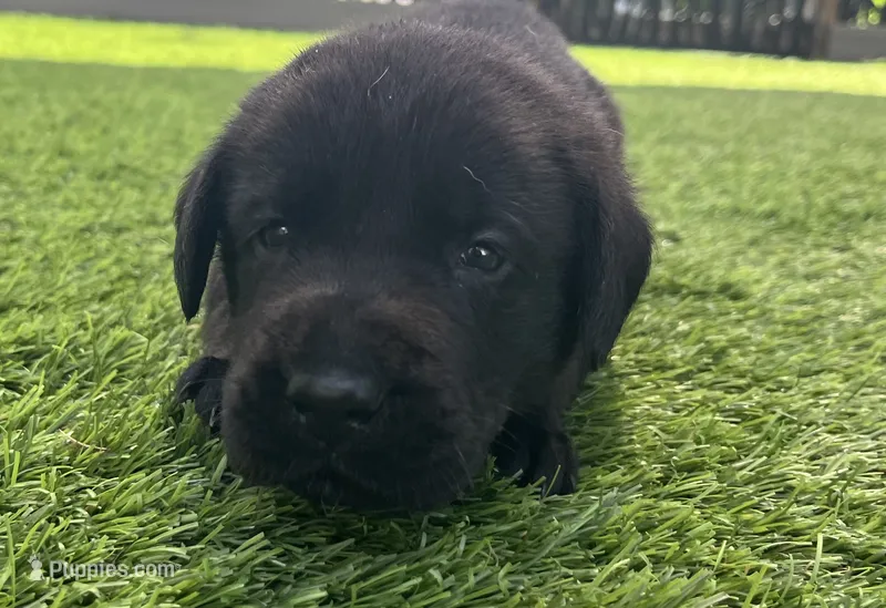 Rye Blk Male (White toes) – Labrador Retriever puppy for sale in Mulberry, FL