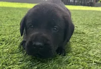 Rye Blk Male (White toes), a male Labrador Retriever for sale in Mulberry, FL – 1 of 6