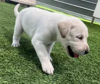 Naan White Female, a female Labrador Retriever for sale in Mulberry, FL – 2 of 4