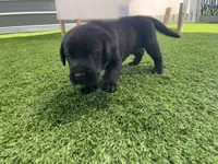 Rye Blk Male (White toes), a male Labrador Retriever for sale in Mulberry, FL – 4 of 6