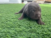 Anasazi Female, a female Labrador Retriever for sale in Mulberry, FL – Photo 2 of 5