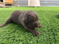 Anasazi Female, a female Labrador Retriever for sale in Mulberry, FL – Photo 1 of 5