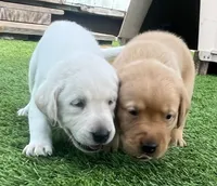 Brioche Yell/Red Male, a male Labrador Retriever for sale in Mulberry, FL – 4 of 6
