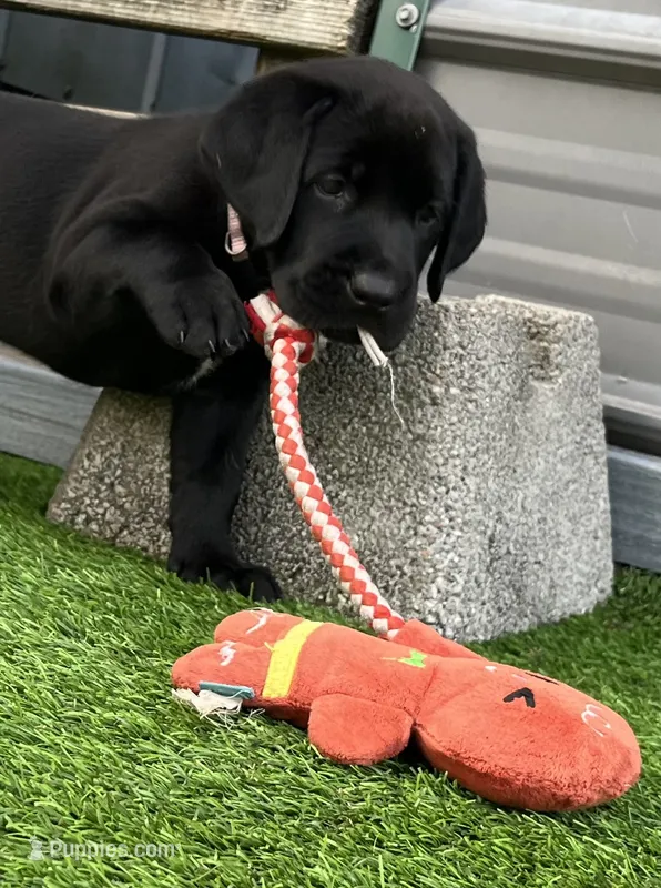 Pumpernickel Blk Female w/white chest patch – Labrador Retriever puppy for sale in Mulberry, FL