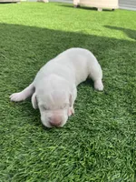 Fava Male, a male Labrador Retriever for sale in Mulberry, FL – Photo 1 of 2