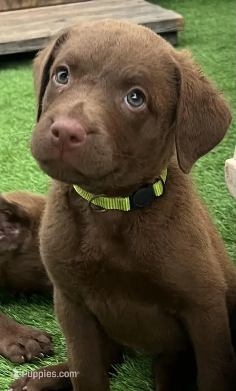 Female Yellow Collar