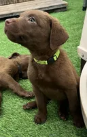 Female Yellow Collar, a female Chesapeake Bay Retriever for sale in Mulberry, FL – Photo 2 of 5