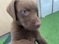 Female Yellow Collar, a female Chesapeake Bay Retriever for sale in Mulberry, FL – Photo 5 of 5