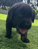 Pumpernickel Blk Female w/white chest patch, a female Labrador Retriever for sale in Mulberry, FL – 1 of 5