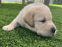 Cornbread Yellow Male, a male Labrador Retriever for sale in Mulberry, FL – 2 of 6