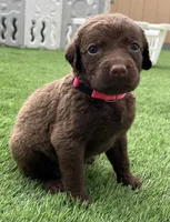 Female Hot Pink, a male Chesapeake Bay Retriever for sale in Mulberry, FL – Photo 8 of 10