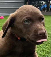 Female Hot Pink, a male Chesapeake Bay Retriever for sale in Mulberry, FL – Photo 2 of 10