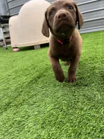 Female Hot Pink, a male Chesapeake Bay Retriever for sale in Mulberry, FL – Photo 6 of 10