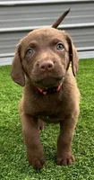 Female Hot Pink, a male Chesapeake Bay Retriever for sale in Mulberry, FL – Photo 1 of 10