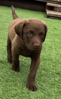 Female Hot Pink, a male Chesapeake Bay Retriever for sale in Mulberry, FL – Photo 5 of 10