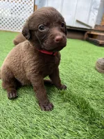 Female Hot Pink, a male Chesapeake Bay Retriever for sale in Mulberry, FL – Photo 9 of 10