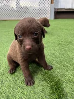 Female Hot Pink, a male Chesapeake Bay Retriever for sale in Mulberry, FL – Photo 10 of 10
