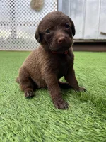Female Hot Pink, a male Chesapeake Bay Retriever for sale in Mulberry, FL – Photo 7 of 10