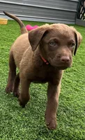 Female Hot Pink, a male Chesapeake Bay Retriever for sale in Mulberry, FL – Photo 4 of 10