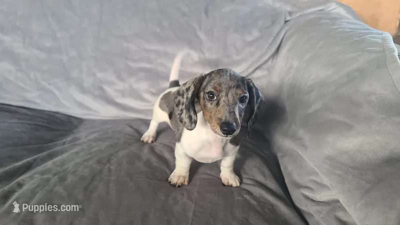 Buddy, a male Miniature Dachshund for sale in Prescott Valley, AZ – 1 of 6