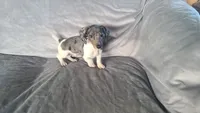 Buddy, a male Miniature Dachshund for sale in Prescott Valley, AZ – 2 of 6
