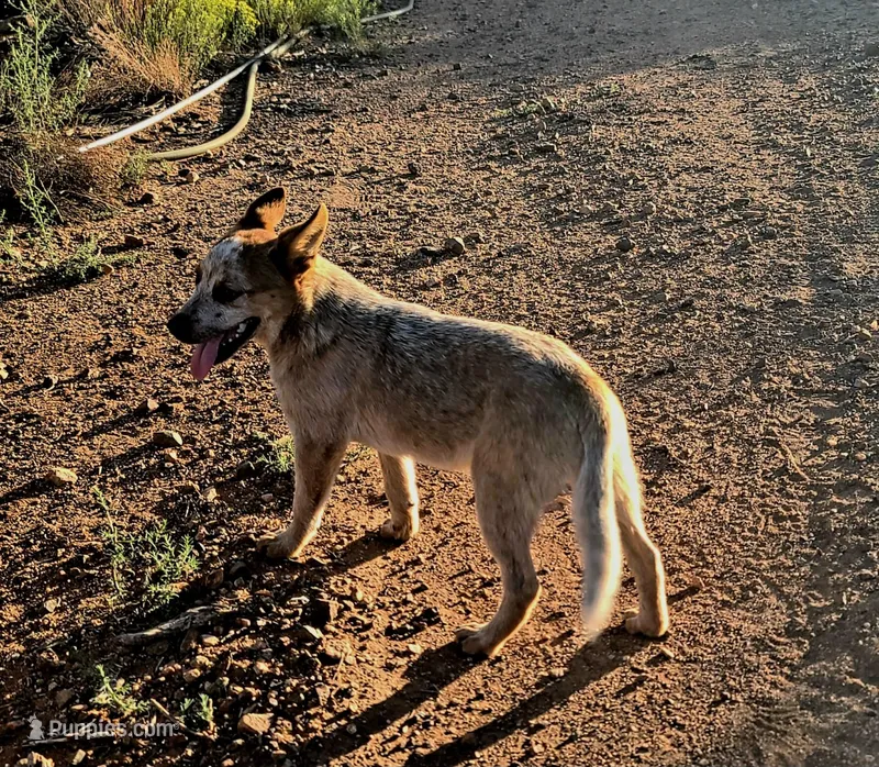 Red Baron – Australian Cattle Dog puppy for sale in Prescott Valley, AZ