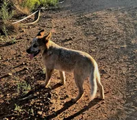 Red Baron, a male Australian Cattle Dog for sale in Prescott Valley, AZ – 1 of 6