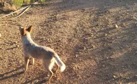 Red Baron, a male Australian Cattle Dog for sale in Prescott Valley, AZ – 5 of 6