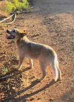 Red Baron, a male Australian Cattle Dog for sale in Prescott Valley, AZ – 3 of 6
