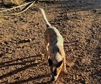 Red Baron, a male Australian Cattle Dog for sale in Prescott Valley, AZ – 4 of 6